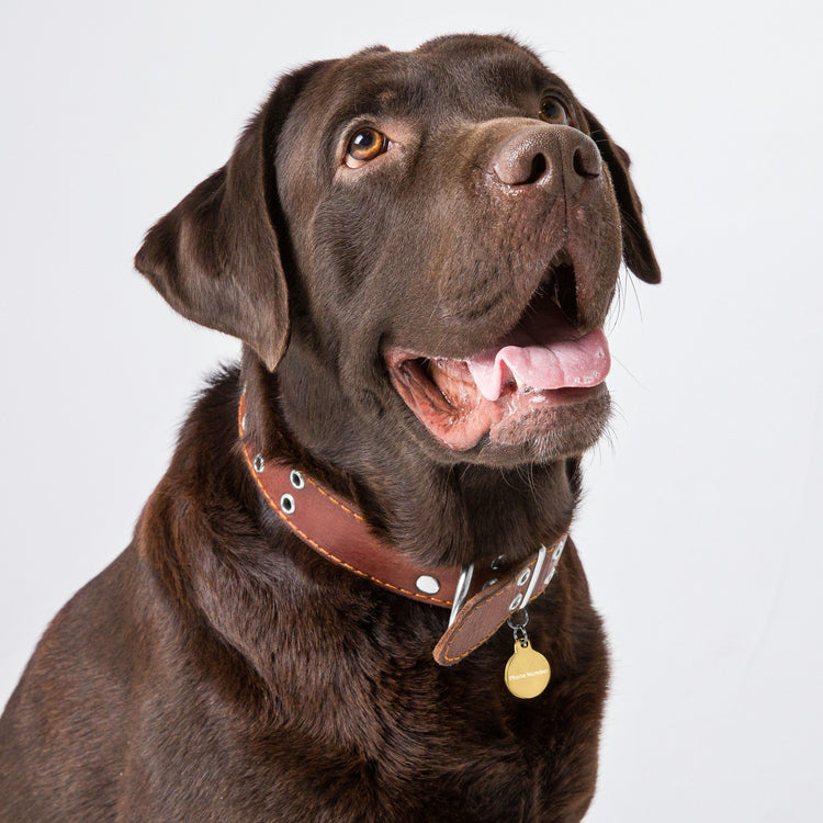 Custom Engraved Pet ID Tag